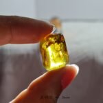 蜘蛛虫珀裸石 Spider Insect Amber Stone