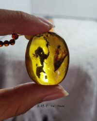 虫珀吊坠  Insect Amber Pendant