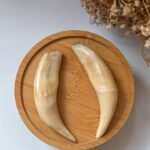 WhatsApp Image 2025-08-15 at 11.36.04 PM (2) 老虎牙 Tiger Tooth