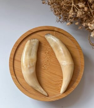 WhatsApp Image 2025-08-15 at 11.36.04 PM (2) 老虎牙 Tiger Tooth