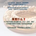 金丝玉竹长串 Golden Silk Bamboo Long Strand